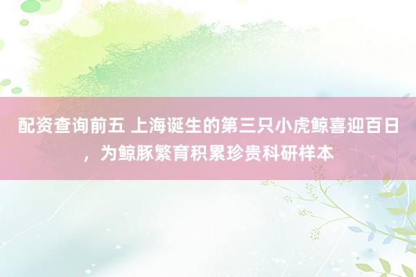 配资查询前五 上海诞生的第三只小虎鲸喜迎百日，为鲸豚繁育积累珍贵科研样本