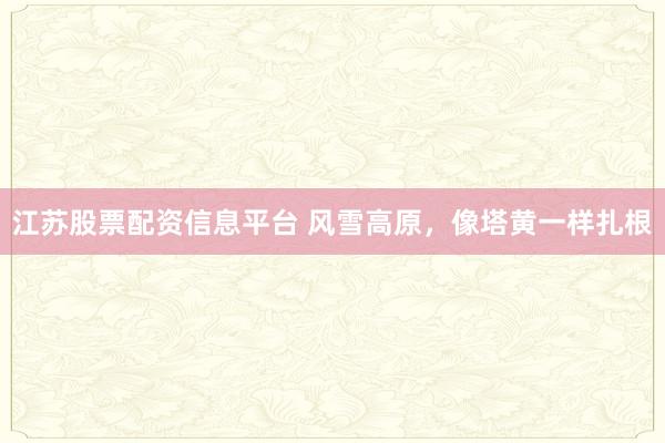 江苏股票配资信息平台 风雪高原，像塔黄一样扎根