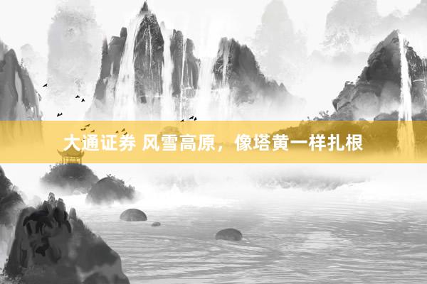 大通证券 风雪高原，像塔黄一样扎根